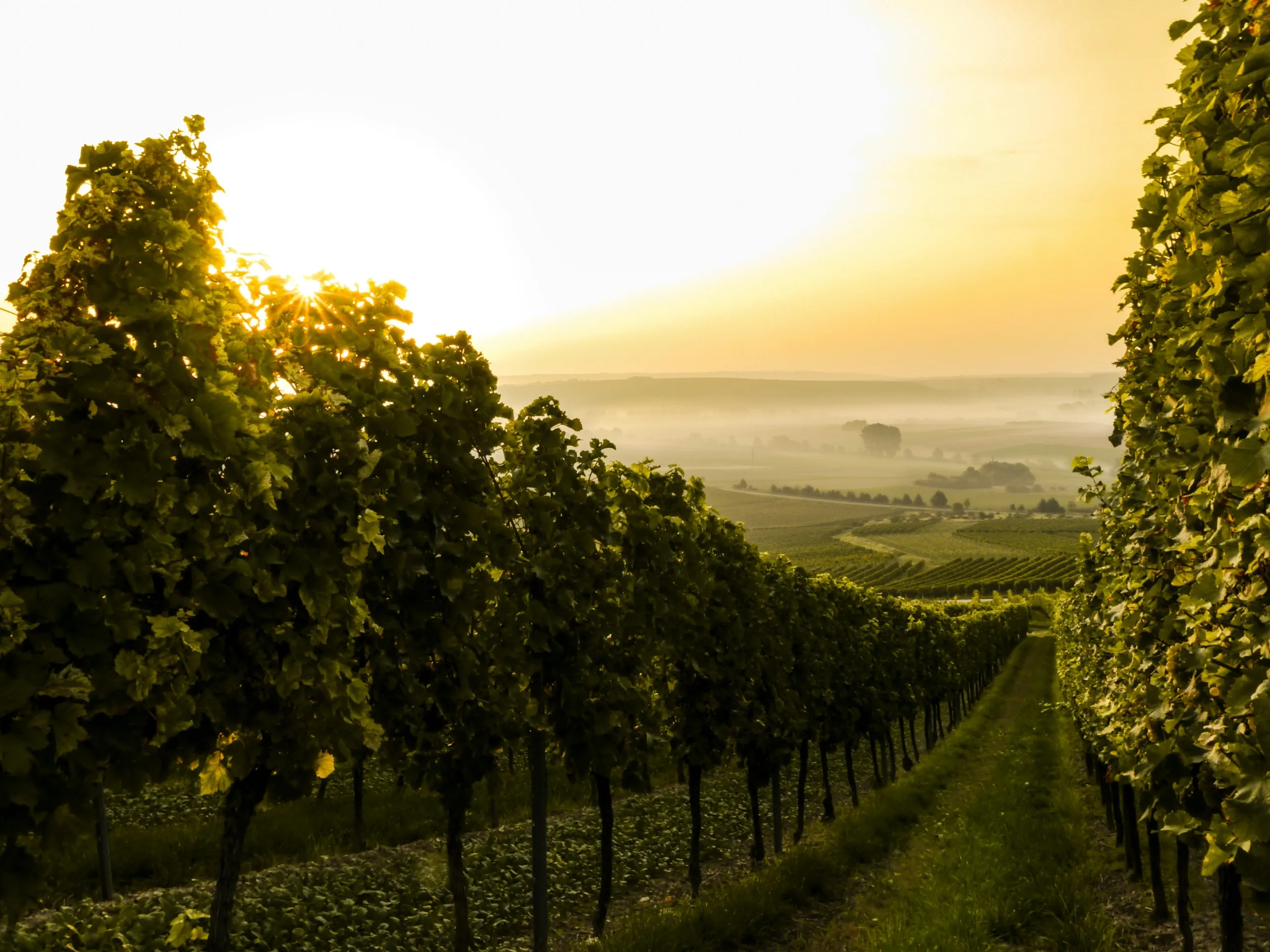 Vineyard rows in the Plešivica hills glowing in hazy evening light
